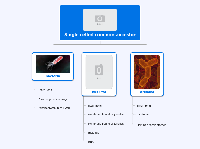 Tree organigram