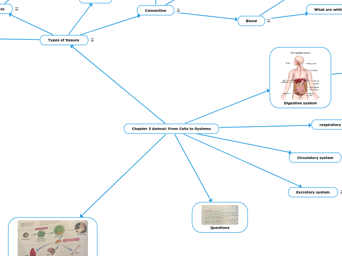 Chapter 3 Animal: From Cells to Systems - Mind Map