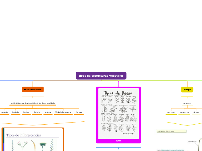 tipos de estructuras Vegetales