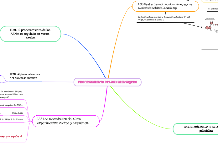 PROCESAMIENTO DEL ARN MENSAJERO