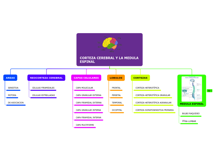 Organigrama arbol