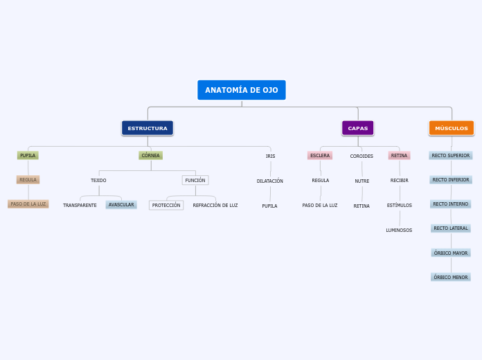 ANATOMÍA DE OJO - Mapa Mental