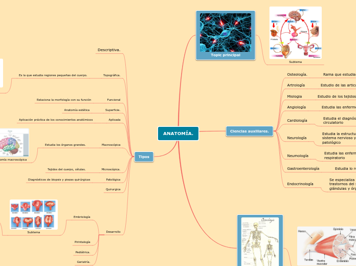 ANATOMÍA.