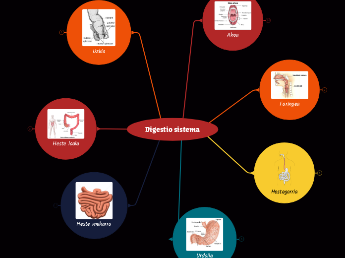 Digestio sistema