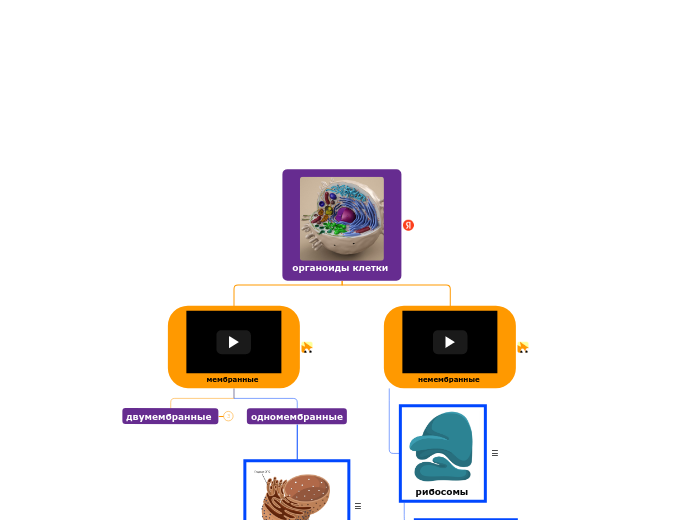 органоиды клетки  - Мыслительная карта