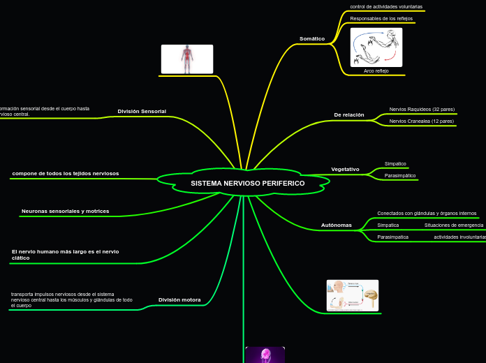 SISTEMA NERVIOSO PERIFERICO