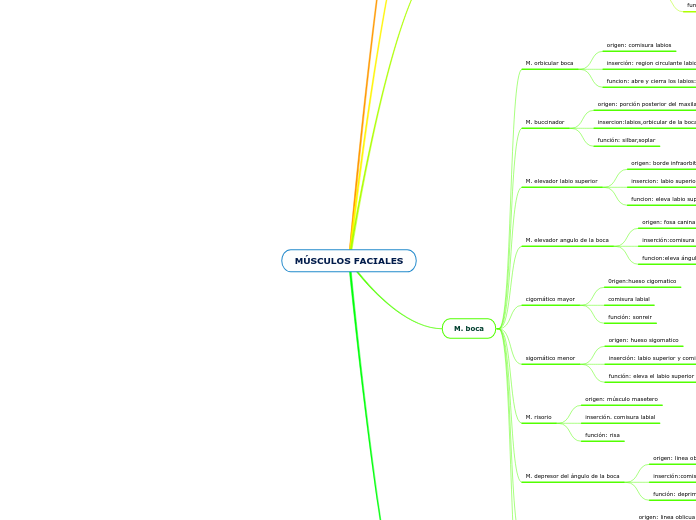 MÚSCULOS FACIALES