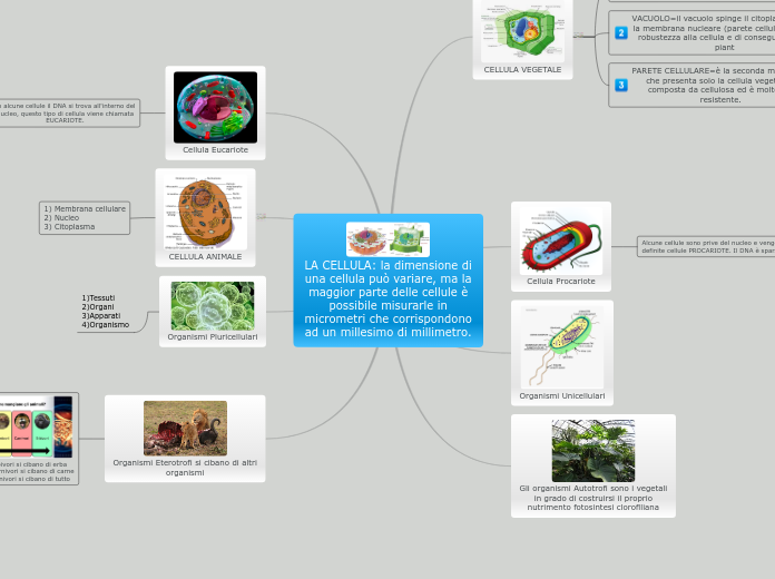 LA CELLULA: la dimensione di una cellula può variare, ma la maggior parte delle cellule è possibile misurarle in micrometri che corrispondono ad un millesimo di millimetro.
