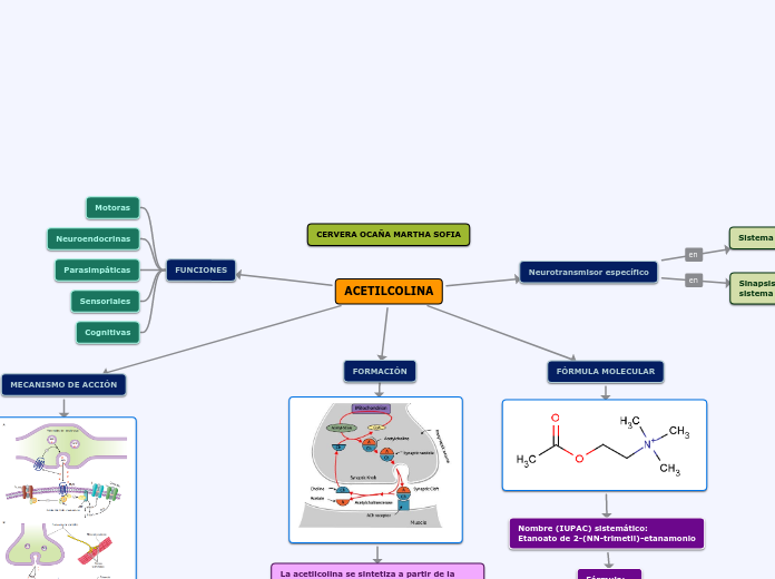 ACETILCOLINA