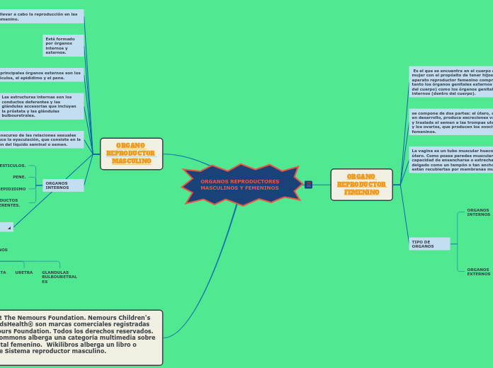 ORGANOS REPRODUCTORES MASCULINOS Y FEMENINOS