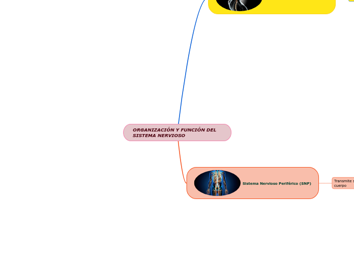 ORGANIZACIÓN Y FUNCIÓN DEL SISTEMA NERVIOSO