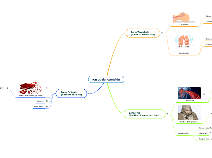 Fases de Atención