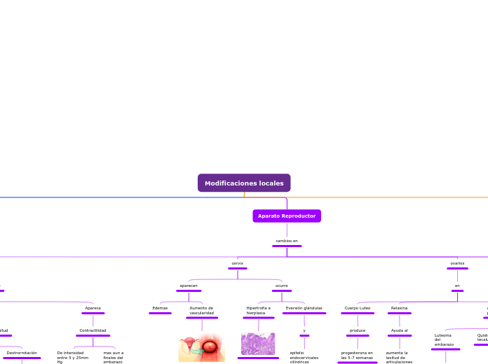 Modificaciones locales - Mapa Mental