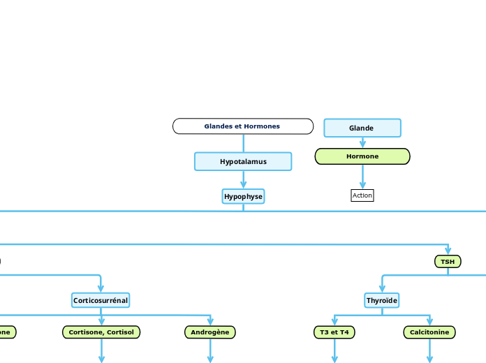 Glandes et Hormones 