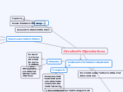 Circuitos productivos - Mapa Mental