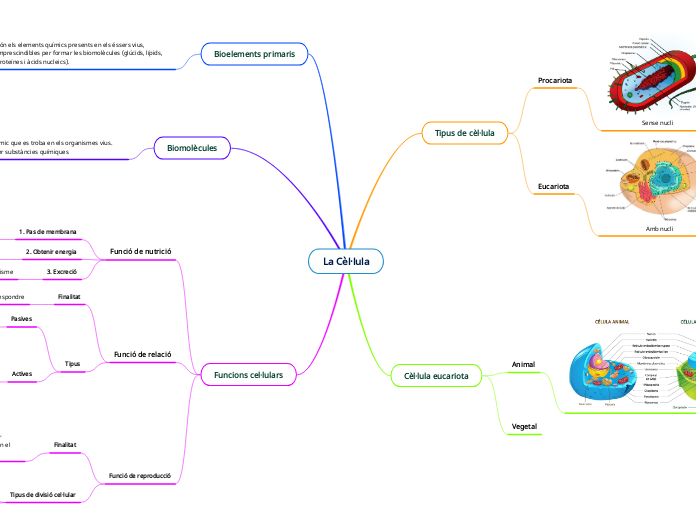 La Cèl·lula - Mapa Mental