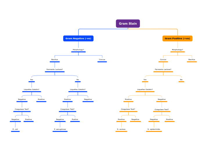 Gram Stain - Mind Map