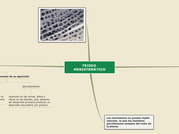 TEJIDO MERISTEMÁTICO - Mapa Mental