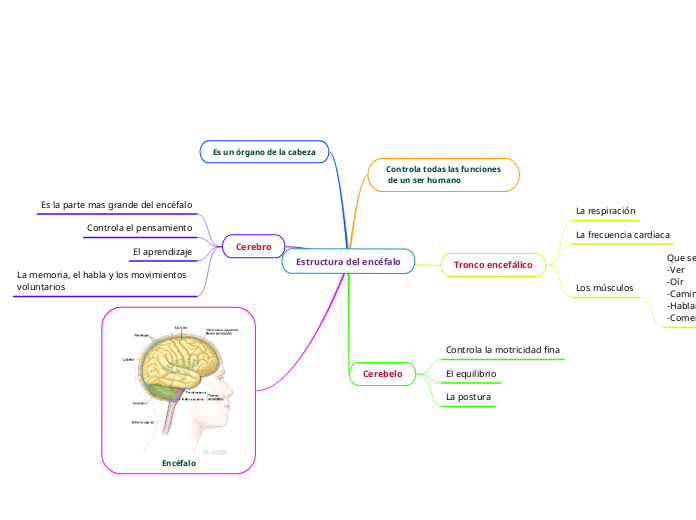 Estructura del encéfalo