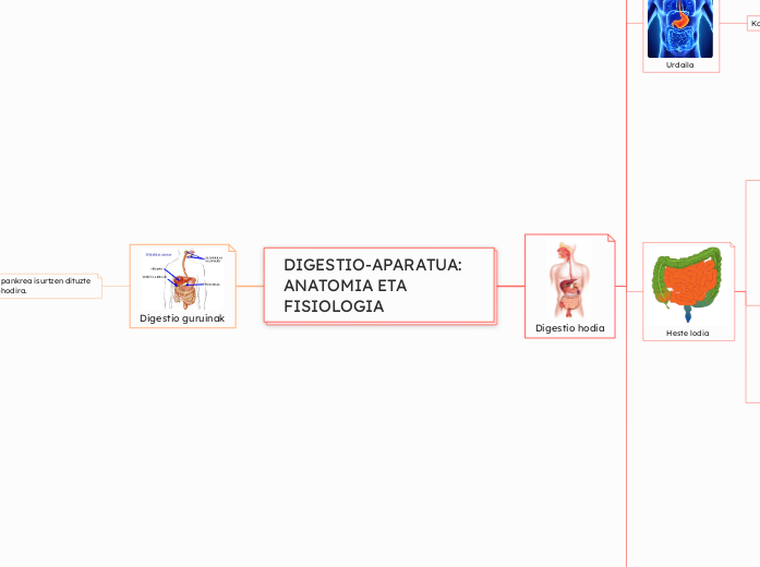 DIGESTIO-APARATUA: ANATOMIA ETA FISIOLOGIA