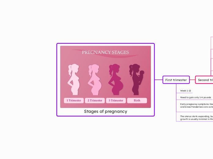 Stages of pregnancy