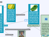 Cell process