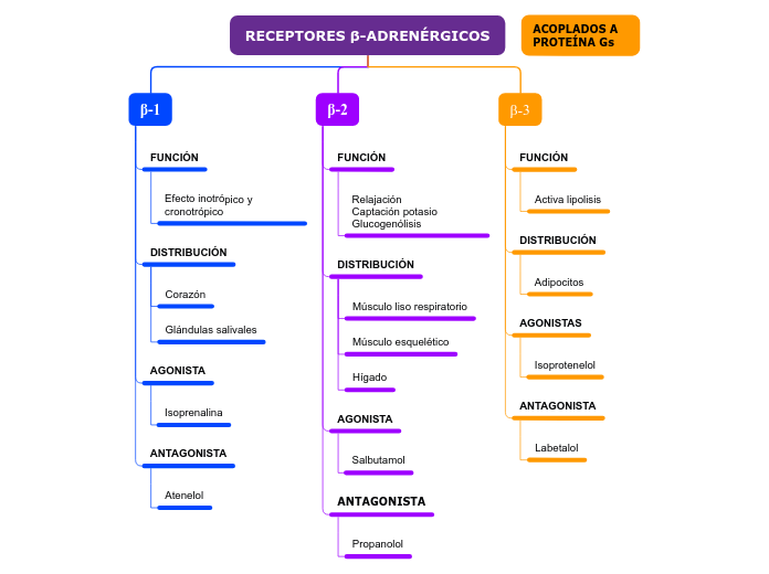 RECEPTORES β-ADRENÉRGICOS - Mapa Mental