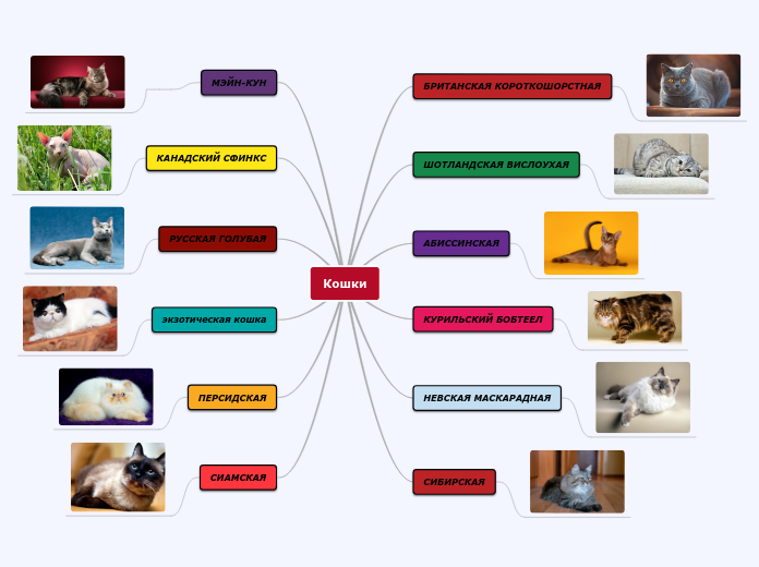 Кошки - Мыслительная карта