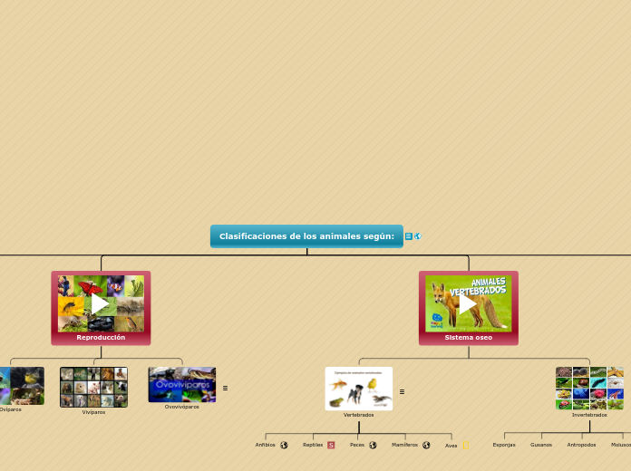 Clasificación de los animales