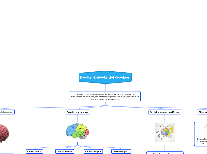 Funcionamiento del cerebro  - Mapa Mental