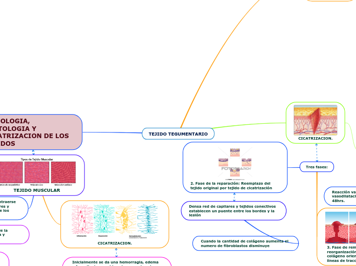 TEJIDO TEGUMENTARIO - Mapa Mental