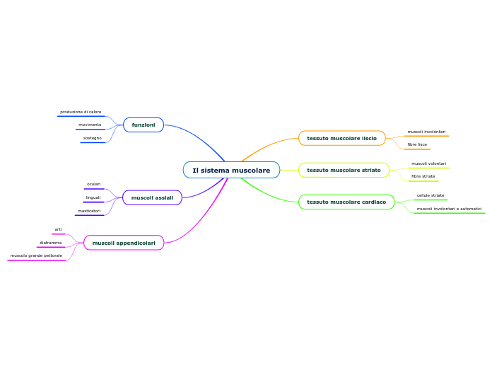 Il sistema muscolare