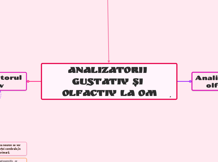 Analizatorii gustativ și olfactiv la om