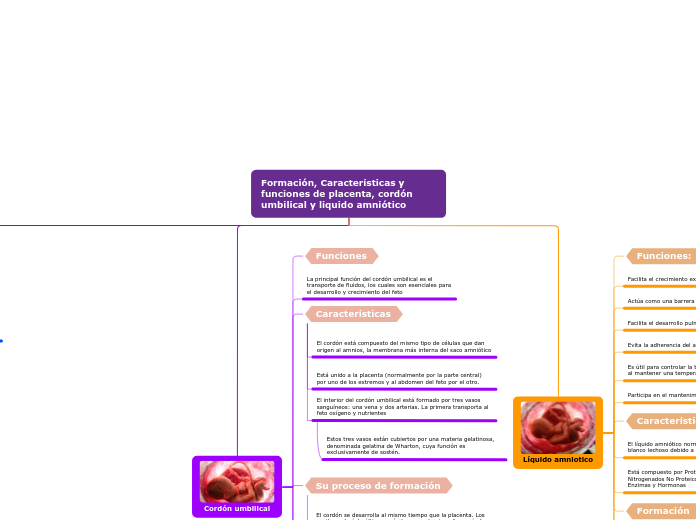 Formación, Características y funciones de placenta, cordón umbilical y liquido amniótico