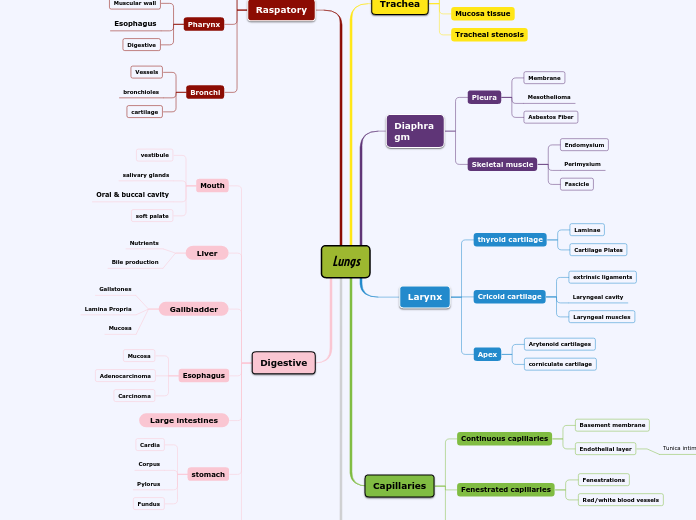 Lungs