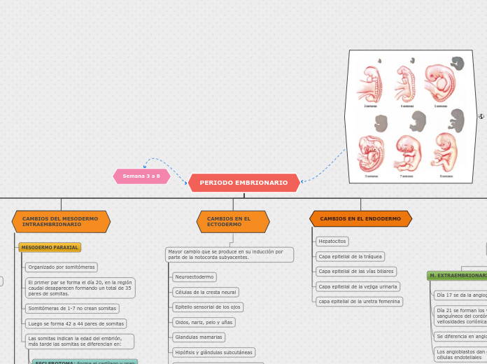PERIODO EMBRIONARIO - Mapa Mental