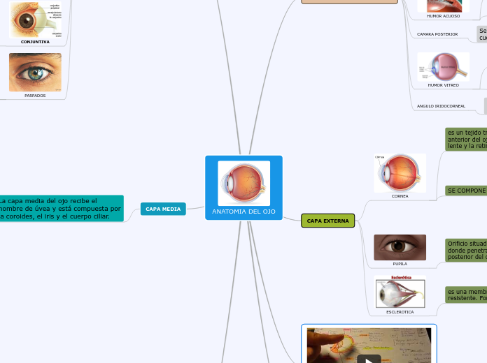 ANATOMIA DEL OJO