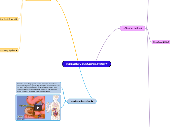 ★Circulatory and Digestive System★