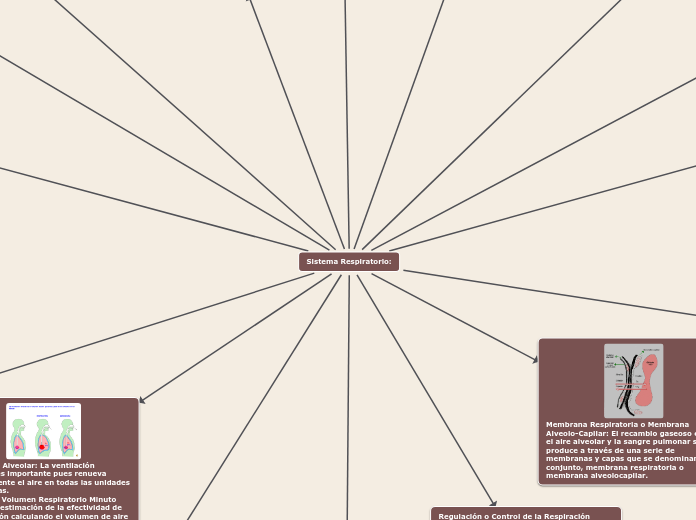 Sistema Respiratorio:
