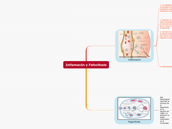 Inflamacón y Fafocitosis