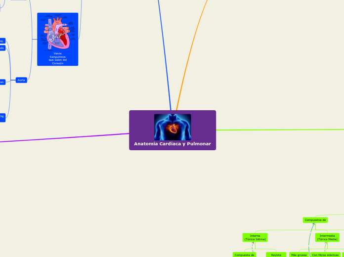 Anatomía Cardiaca y Pulmonar - Mapa Mental