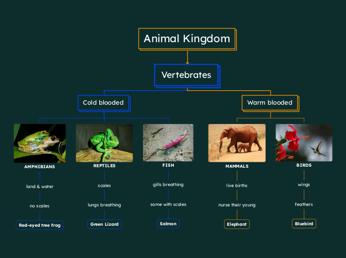 Vertebrates - Mind Map