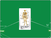 Skeletal System                           ...- Mind Map