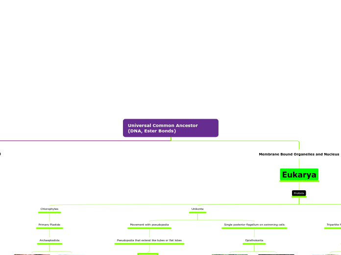 Universal Common Ancestor (DNA, Ester Bond...- Mind Map