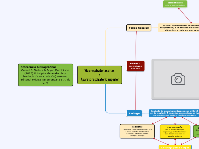 Vías respiratorias altas 
o 
Aparato re...- Mapa Mental