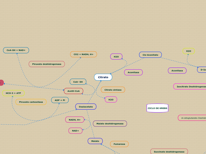 CICLO DE KREBS
