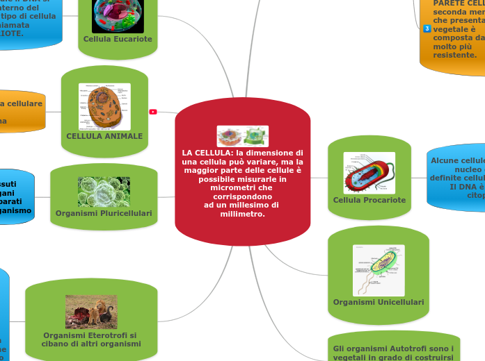 LA CELLULA: la dimensione di
una cellula può variare, ma la
maggior parte delle cellule è
possibile misurarle in
micrometri che corrispondono
ad un millesimo di millimetro.