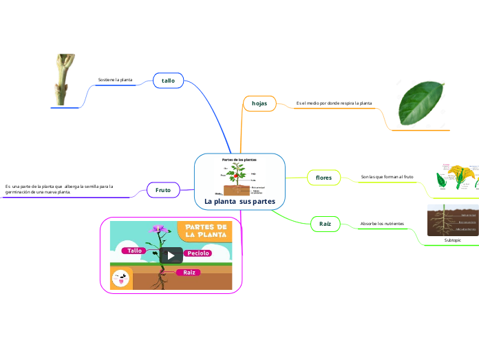 La planta  sus partes