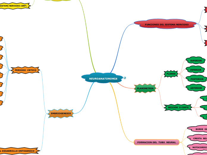 NEUROANATONOMIA