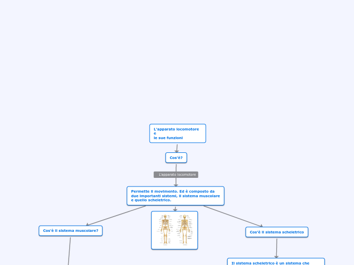 L'apparato locomotore e                                     le sue funzioni